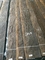 Chapa figurada ahumada de madera del eucalipto para la decoración interior